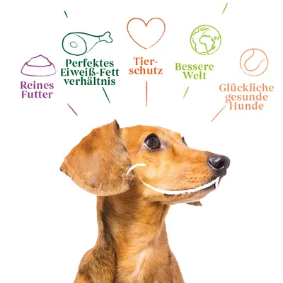 Reines Futter, perfektes Eiweiß-Fett-Verhältnis, Tierschutz, bessere Welt, glückliche gesunde Hunde. Illustration mit Hund und Symbolen.