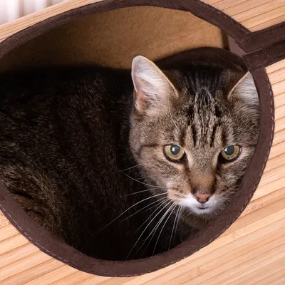 Chat tigré allongé dans une niche en bois clair avec intérieur beige, ouverture ronde visible sur le devant.