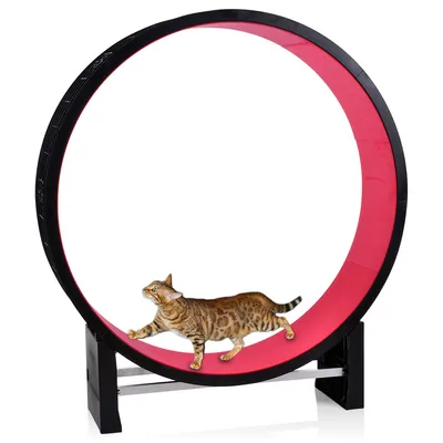 Ruota per gatti di grandi dimensioni con struttura nera e superficie interna rosa, un gatto tigrato cammina all'interno della ruota.