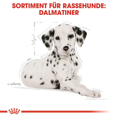 Sortiment für Rassehunde: Dalmatiner. Illustration eines Dalmatiners mit anatomischen Skizzen und Royal Canin Logo.