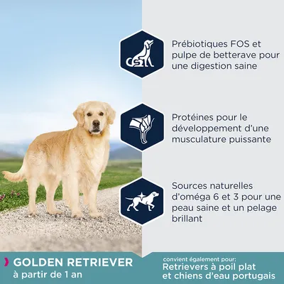 Golden Retriever à partir de 1 an. Prébiotiques FOS et pulpe de betterave, protéines pour la musculature, oméga 6 et 3 pour peau et pelage. Convient aussi aux Retrievers à poil plat et chiens d’eau portugais.