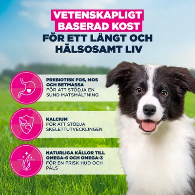 Eukanuba Premium Nutrition Puppy Medium Breed Chicken