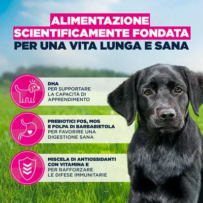 Eukanuba Premium Nutrition Puppy Large & Giant Breed Pollo