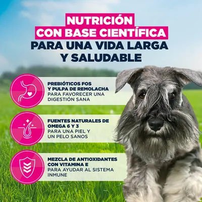 Eukanuba Premium Nutrition Adult Small Breed pollo