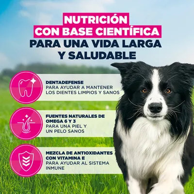 Eukanuba Premium Nutrition Adult Medium Breed pollo