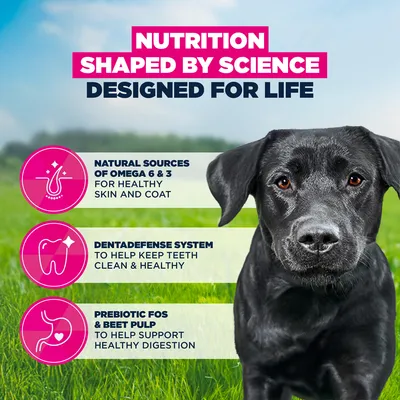 Eukanuba Premium Nutrition Adult Large & Giant Breed kana