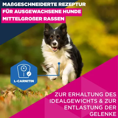 Eukanuba Premium Nutrition Mature Medium Breed Huhn