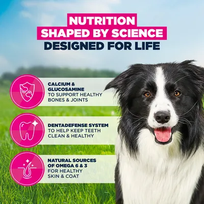 Eukanuba Premium Nutrition Mature Medium Breed csirke