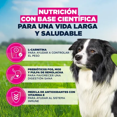 Eukanuba Premium Nutrition Senior Medium Breed pollo