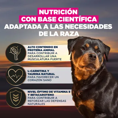 Nutrición basada en la ciencia, adaptada a la raza. Alto contenido de proteína animal, L-carnitina y taurina, nivel óptimo de vitamina E y betacaroteno. Nutrición basada en la ciencia, adaptada a la raza. Alto contenido de proteína animal, L-carnitina y taurina, nivel óptimo de vitamina E y betacaroteno.