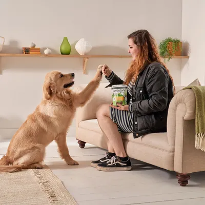 Person sitting on a sofa giving a treat to a dog, demonstrating use of pet food product shown in their hand.