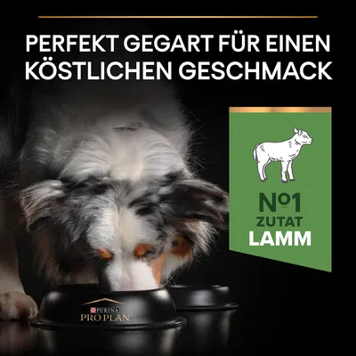 Идеально приготовлено для отличного вкуса. Purina Pro Plan с ягненком как ингредиент №1. Собака ест из черной миски с логотипом бренда.