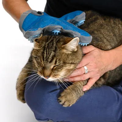 Person verwendet einen blauen Pflegehandschuh mit Noppen, um eine Katze zu bürsten. Die Katze sitzt entspannt auf dem Schoss und geniesst die Pflege.