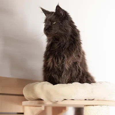 Dlhosrstá čierna mačka sedí na béžovom plyšovom pelechu umiestnenom na drevenej konštrukcii so škrabadlom.