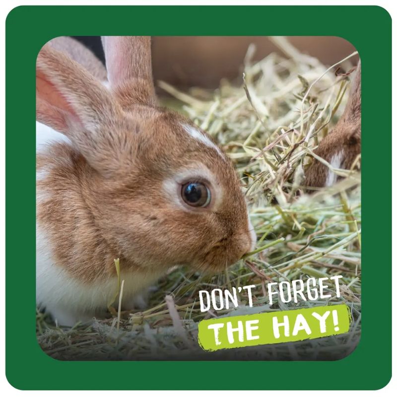 Burgess Excel Dried Fresh Grass Timothy Feeding Hay