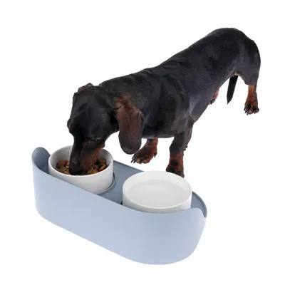 Cão a comer de um conjunto de taças com duas tigelas, uma para comida e outra para água, num suporte azul.