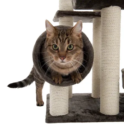 Arbre à chat avec poteaux en sisal, tunnel en tissu gris, chat tigré à l’intérieur du tunnel. Base carrée recouverte de tissu, plusieurs niveaux visibles.