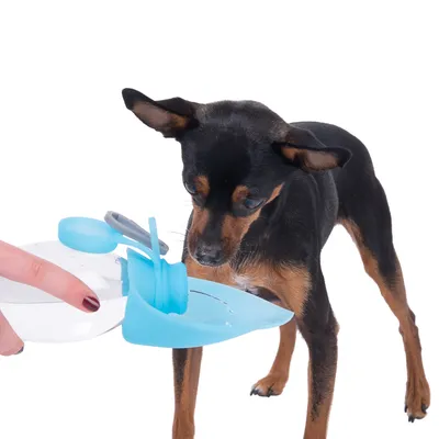 Hund trinkt aus einer tragbaren Wasserflasche mit blauem Trinkaufsatz, der von einer Hand gehalten wird.