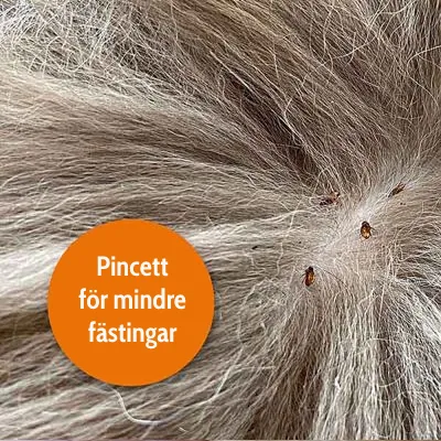 Närbild av djurpäls med små fästingar och en orange cirkel med texten: Pincett för mindre fästingar.