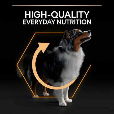 High-quality everyday nutrition highlighted with a dog and an arrow graphic, indicating product focus on daily nutritional benefits.