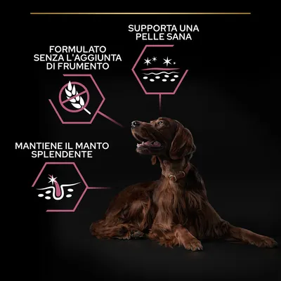 Testi visibili: Formulato senza l'aggiunta di frumento, Supporta una pelle sana, Mantiene il manto splendente. Cane marrone sdraiato su sfondo nero.
