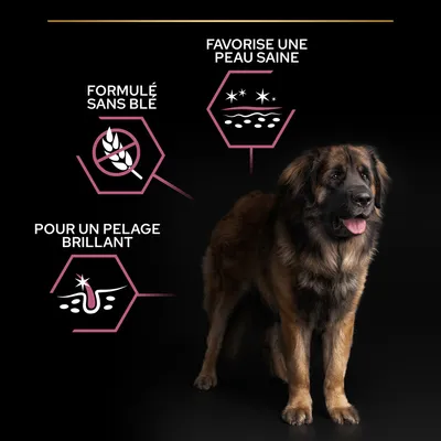 Formulé sans blé, favorise une peau saine, pour un pelage brillant – trois avantages visibles autour d’un chien sur fond noir.