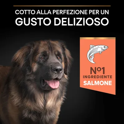 Cotto alla perfezione per un gusto delizioso. N°1 ingrediente salmone.