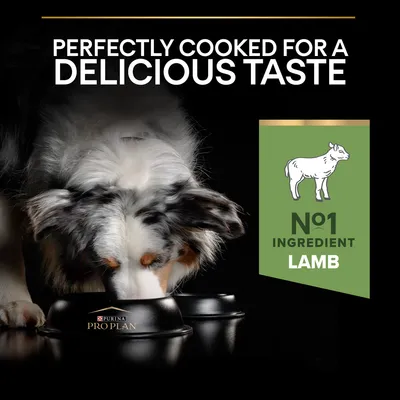 Szöveg angolul: Perfectly cooked for a delicious taste. N°1 ingredient lamb. Kutya Purina Pro Plan tálból eszik, zöld címkén bárány rajz.