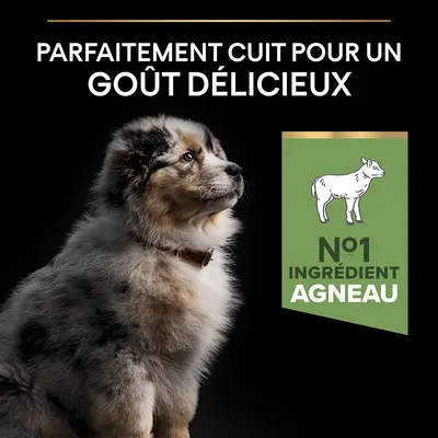 Texte : Parfaitement cuit pour un goût délicieux. Encadré vert avec dessin d’un agneau et texte : N°1 ingrédient agneau. Chien assis vu de profil.