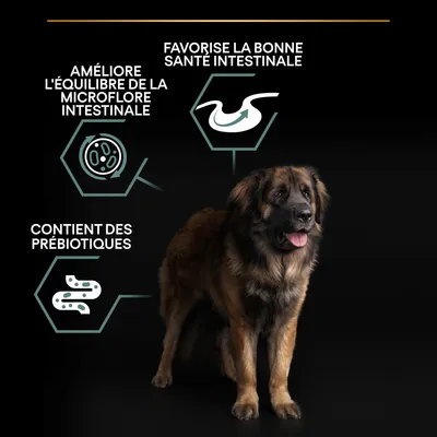 Favorise la bonne santé intestinale, améliore l’équilibre de la microflore intestinale, contient des prébiotiques (texte en français) avec un grand chien brun sur fond noir.