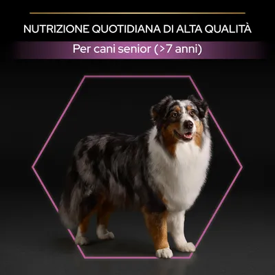 Nutrizione quotidiana di alta qualità. Per cani senior (>7 anni). Cane adulto in piedi su sfondo nero con cornice esagonale rosa.