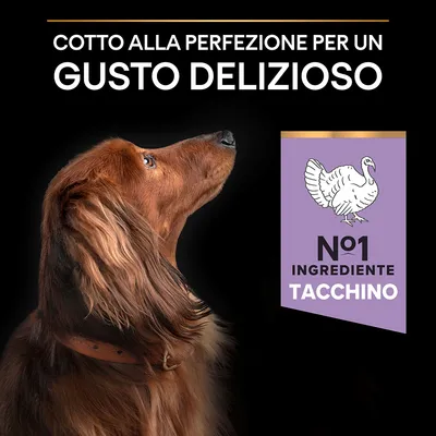 Cotto alla perfezione per un gusto delizioso. N°1 ingrediente tacchino. Immagine di cane marrone con collare, sfondo nero e icona tacchino su etichetta viola.