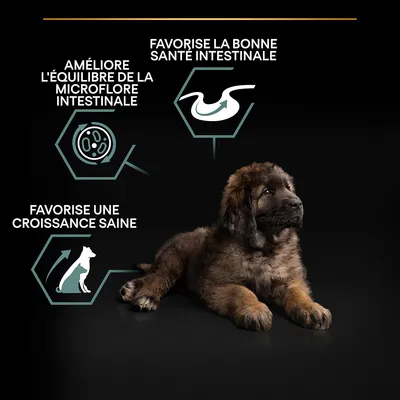 Améliore l’équilibre de la microflore intestinale, favorise la bonne santé intestinale, favorise une croissance saine. Texte en français avec illustrations et chiot allongé.