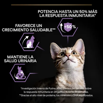 Potencia hasta un 50 % más la respuesta inmunitaria, favorece un crecimiento saludable y mantiene la salud urinaria. Imagen de un gato y gráficos informativos. Texto en español.