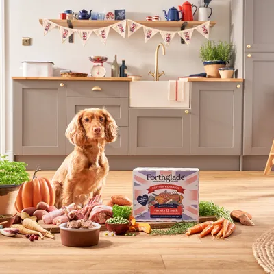 Dog sitting beside a box of Forthglade British Classics variety 12 pack, surrounded by fresh ingredients including carrots, peas, pumpkin and herbs in a kitchen setting.
