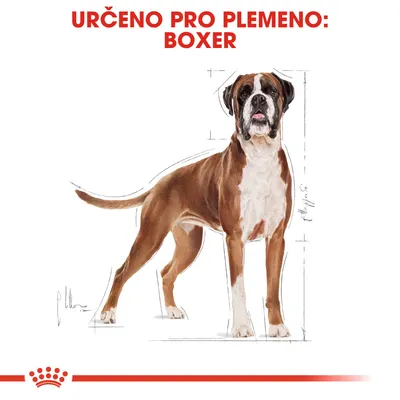 Určeno pro plemeno: Boxer. Ilustrace psa boxera s náčrtem proporcí.