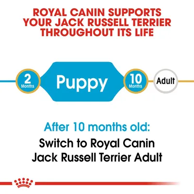 ROYAL CANIN SUPPORTS YOUR JACK RUSSELL TERRIER THROUGHOUT ITS LIFE. 2 Months Puppy 10 Months Adult. After 10 months old: Switch to Royal Canin Jack Russell Terrier Adult.