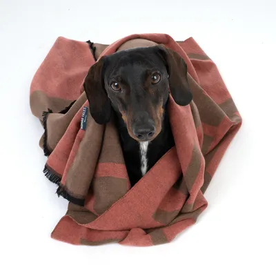 Cão com manta às riscas castanho-avermelhadas e etiqueta visível 'HOWARD FELLOWS'.