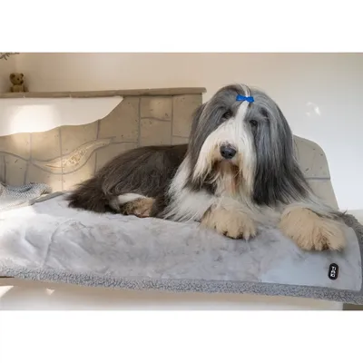 Tapis gris pour chien avec étiquette TIAKI, posé sur un canapé en pierre, chien à poils longs allongé dessus.