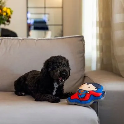 DC Superman hondenspeeltje