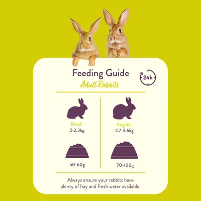 Feeding guide for adult rabbits: Dutch 2–2.3kg, feed 50–60g; English 2.7–3.6kg, feed 70–100g. Ensure plenty of hay and fresh water are always available.