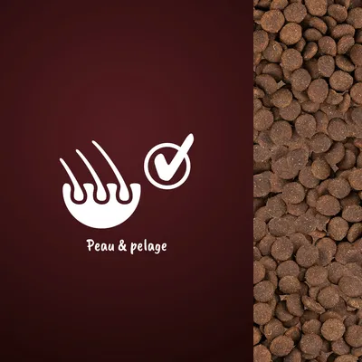 Icône avec poils et coche, texte visible : Peau & pelage, à côté de croquettes pour animaux.