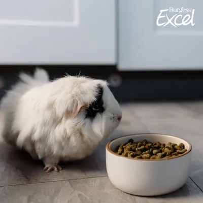 Burgess Excel Indoor Guinea Pig Nuggets - Economy Pack: 2 x 1.5kg Burgess Excel Indoor Guinea Pig Nuggets - Economy Pack: 2 x 1.5kg