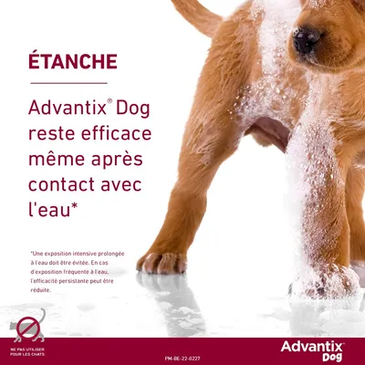 Advantix® petit chien, de 4 kg à 10 kg