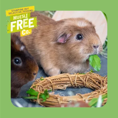Two small animals eating leafy greens next to a woven ring, with text reading 'Stamping out selective feeding. Muesli Free Co.' in the top left corner.