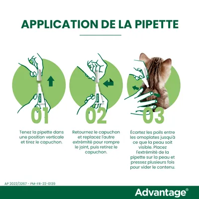 Application de la pipette Advantage : instructions illustrées en 3 étapes avec texte explicatif et photo d’un chat vu de dos pour montrer l’emplacement entre les omoplates.