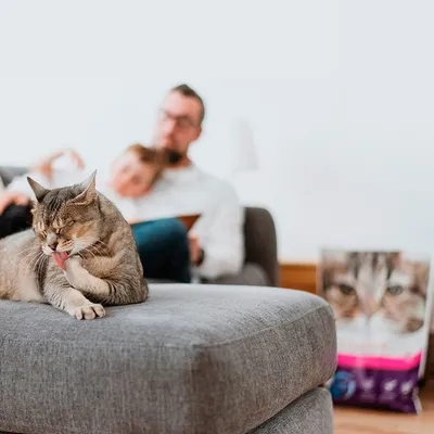 Chat tigré allongé sur un canapé, se léchant la patte ; en arrière-plan, sac de croquettes pour chat avec photo de tête de chat et bande violette visible sur l'emballage.