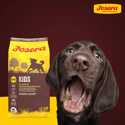 Josera Junior Kids Hundefutter, 12,5 kg, zur Aufzucht mittelgrosser und grosser Rassen. Glutenfreie Rezeptur. Abgebildet: Hund mit Futterstück im Maul.