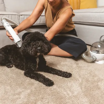 Woman using a pet grooming device with hose and brush on a black dog lying on a carpet.