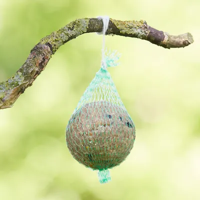 Bolas de sebo para carboneros en red verde, colgadas de una rama. Adecuadas para alimentar aves en el jardín.